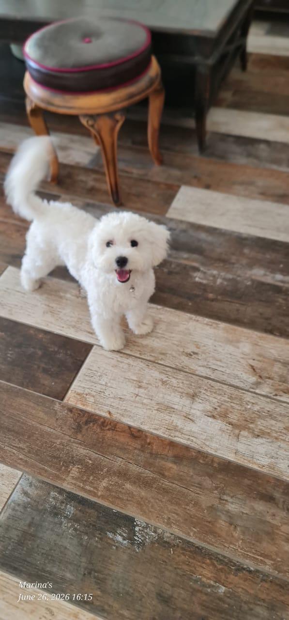 Leo, un simil lagotto giocherellone Foto 2